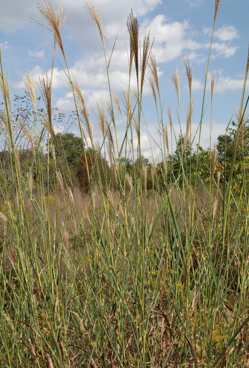 Photo of Zebra Grass